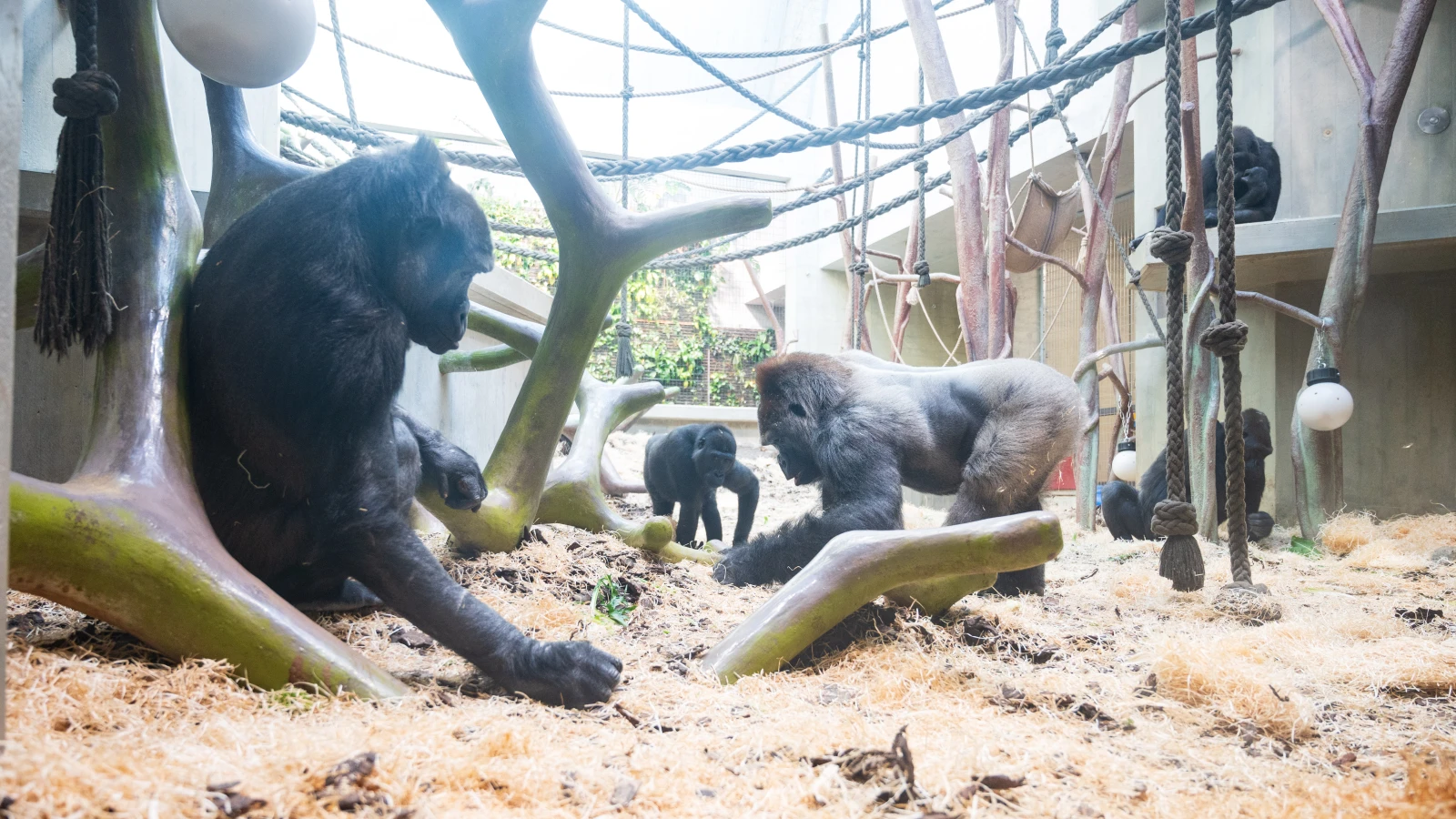 Weiterer Todesfall im Basler Zolli, © Zoo Basel Weiterer Todesfall im Basler Zolli, © Zoo Basel