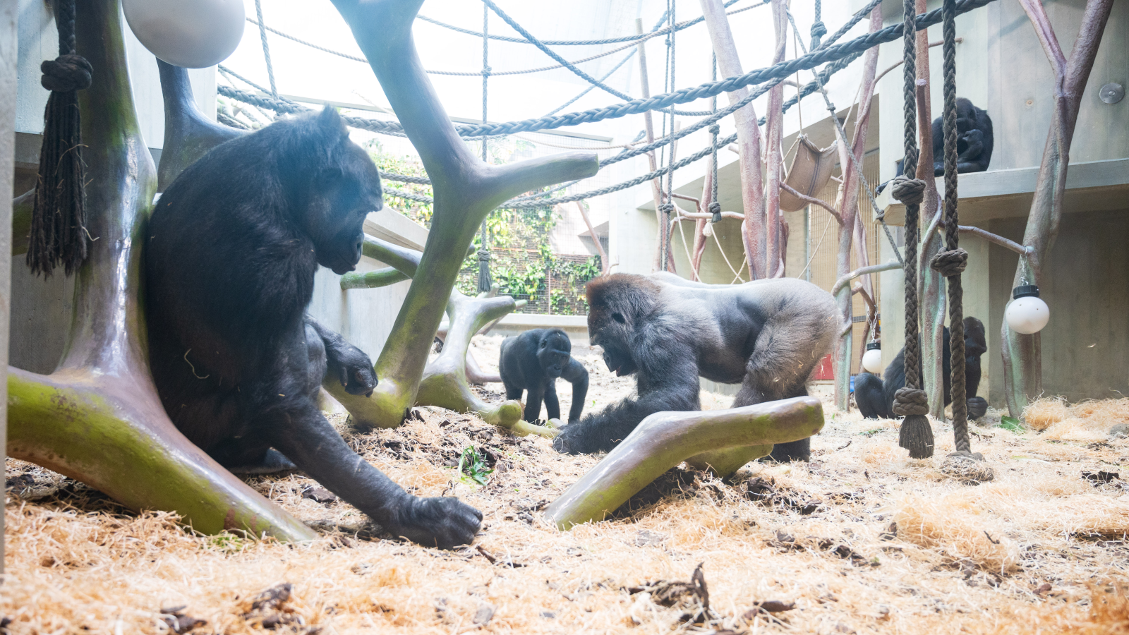 Weiterer Todesfall im Basler Zolli, © Zoo Basel 