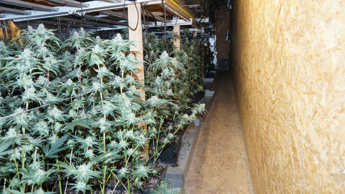 Hanfanlage mit über 1300 Pflanzen am Flumserberg, © Kantonspolizei St. Gallen