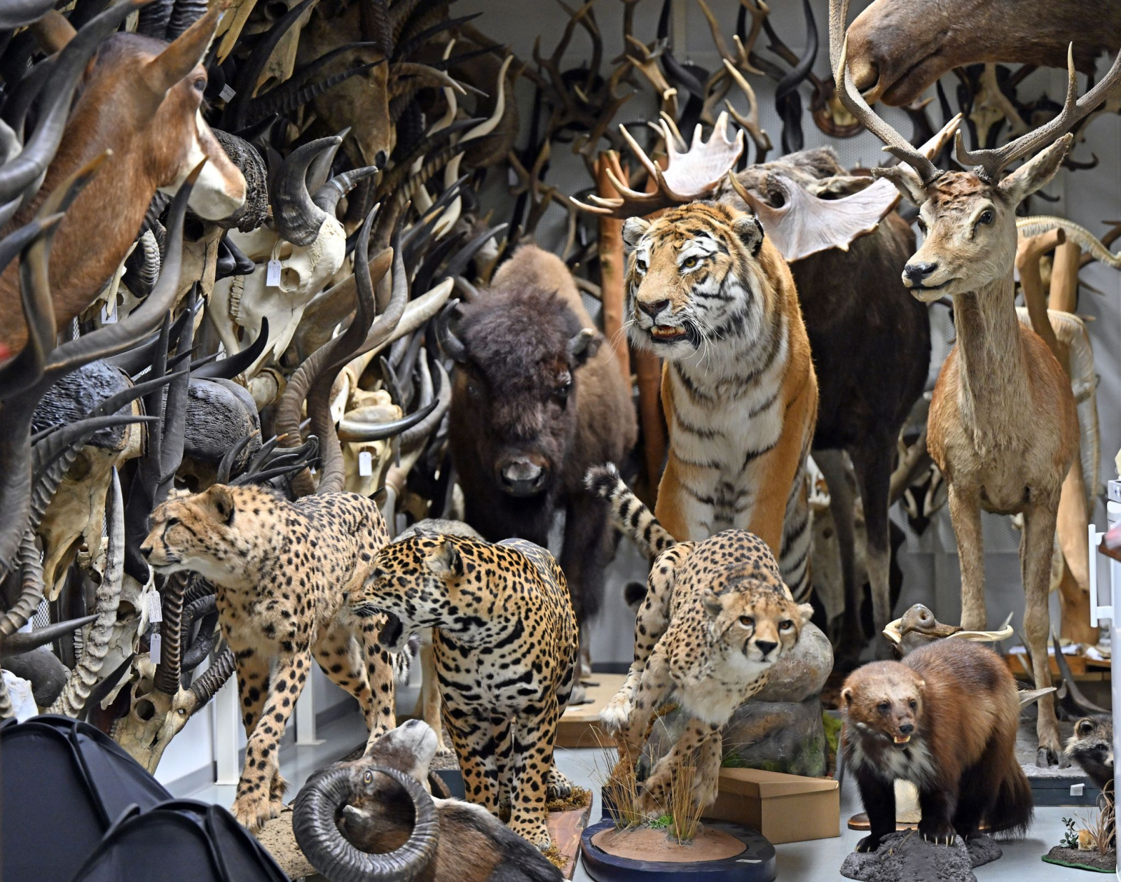 Präparate zahlreicher Tiere stehen im Depot des Naturkundemuseum.