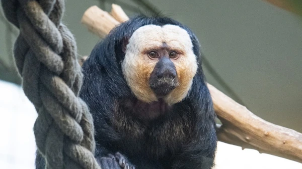 Die Sprungkraft der Weisskopfsakis, © Zoo Basel Die Sprungkraft der Weisskopfsakis, © Zoo Basel