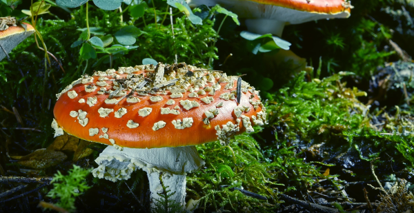 © Screenshot Trailer "Raindrop".