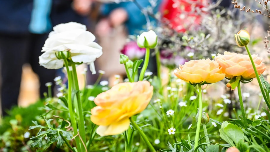 Schau! Die Vorarlberger Frühlingsmesse, © ZVG_Messe_Dornbirn