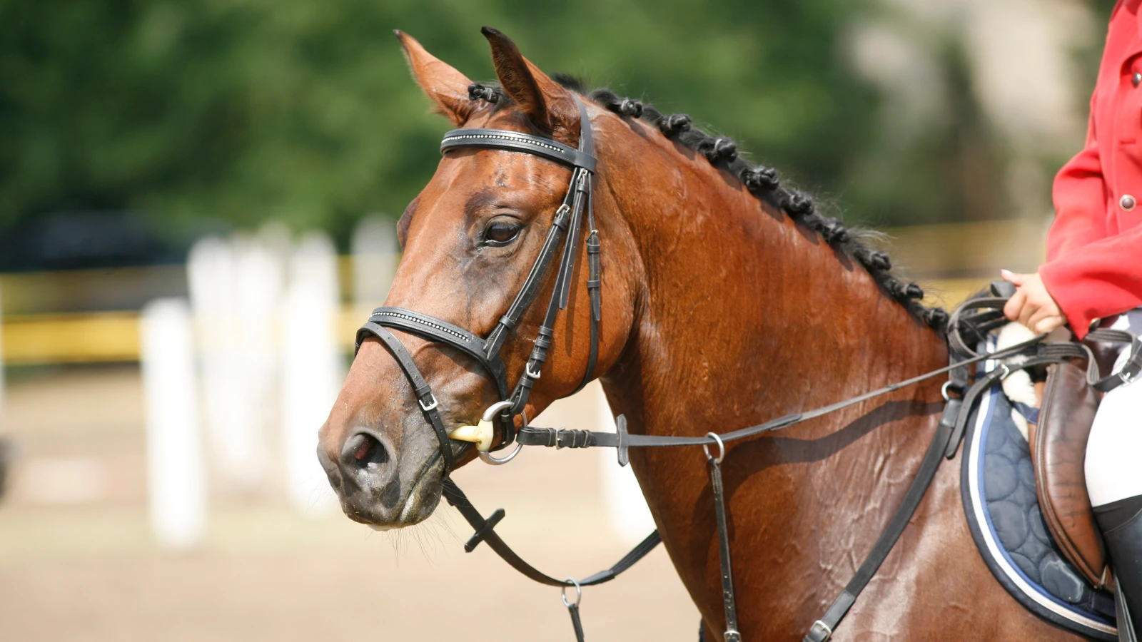 Schweizer Springreiter Equipe nach Aufholjagd Zweite, © Depositfotos / Symbolbild Schweizer Springreiter Equipe nach Aufholjagd Zweite, © Depositfotos / Symbolbild