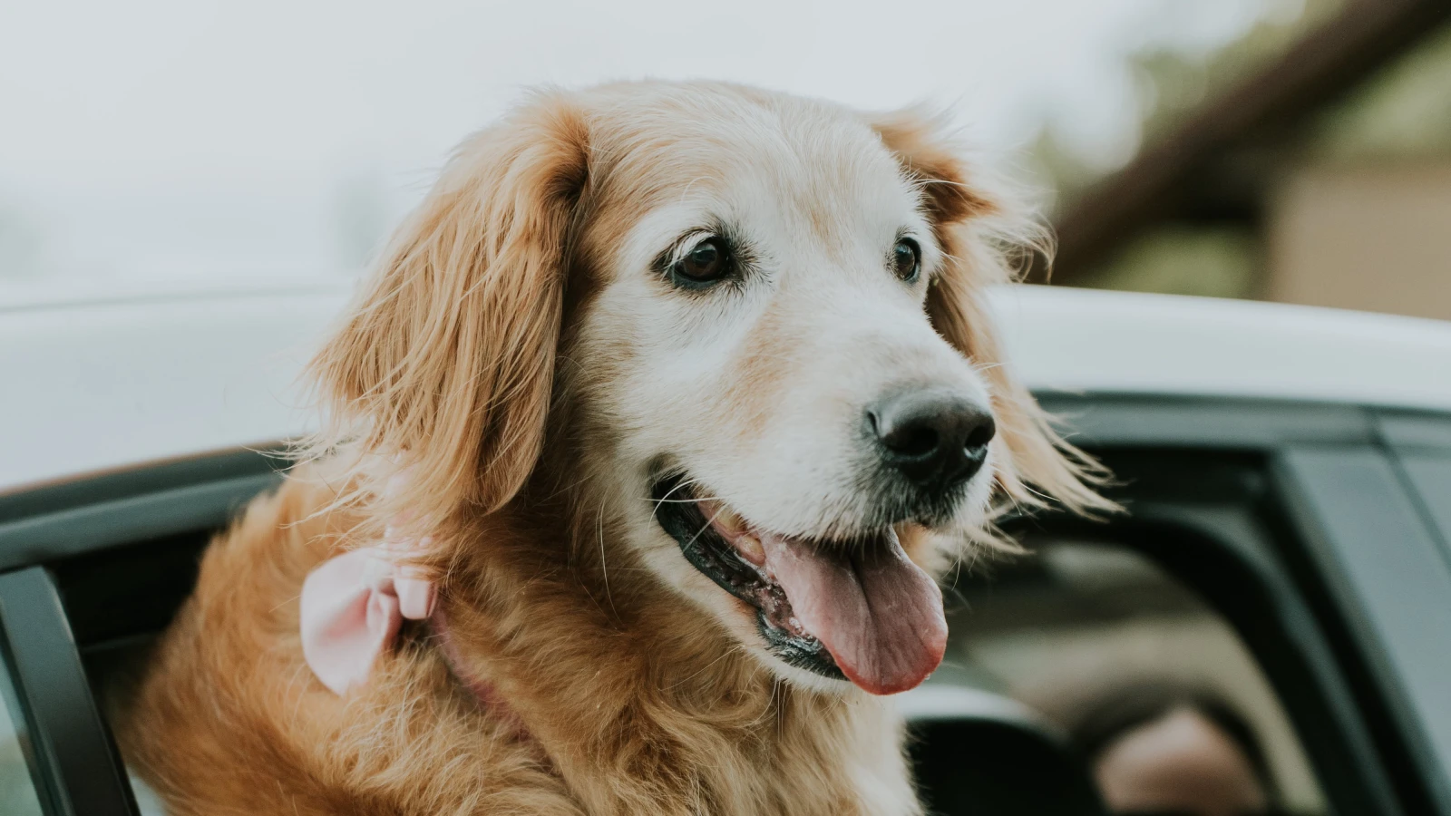 Tier-ABC, © Amar Preciado Tier-ABC, © Amar Preciado