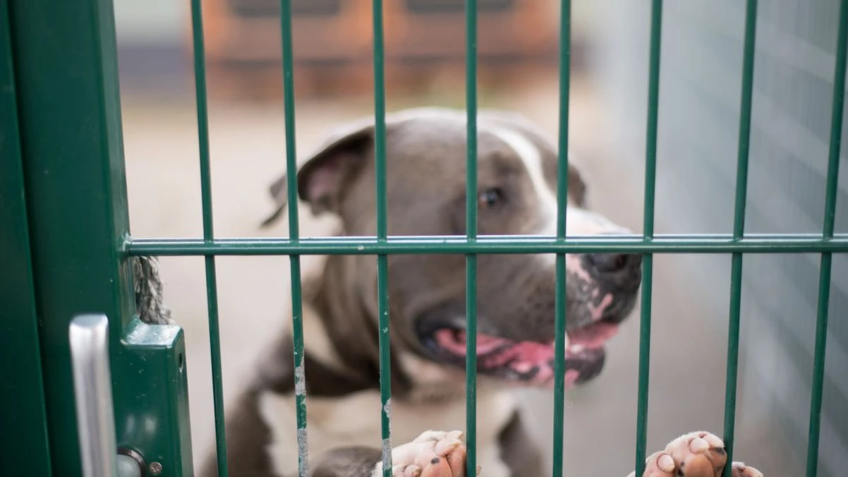 Weinsberg’de “Kampfhund” Sahipleri İçin Vergi Artışı Gündemde, © dpa Weinsberg’de “Kampfhund” Sahipleri İçin Vergi Artışı Gündemde, © dpa