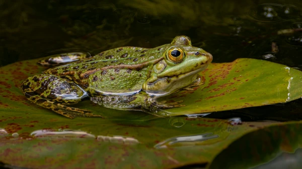 Warum haben Frösche immer eine feuchte Haut?, © Siegfried Poepperl Warum haben Frösche immer eine feuchte Haut?, © Siegfried Poepperl