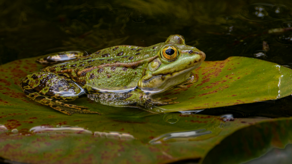 Warum haben Frösche immer eine feuchte Haut?, © Siegfried Poepperl