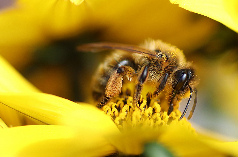 Mit fünf Tipps den Bienen helfen