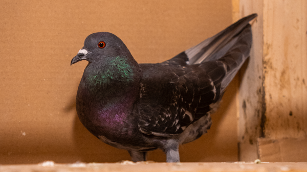 Stadttiere - Die Taube, © Radio Munot