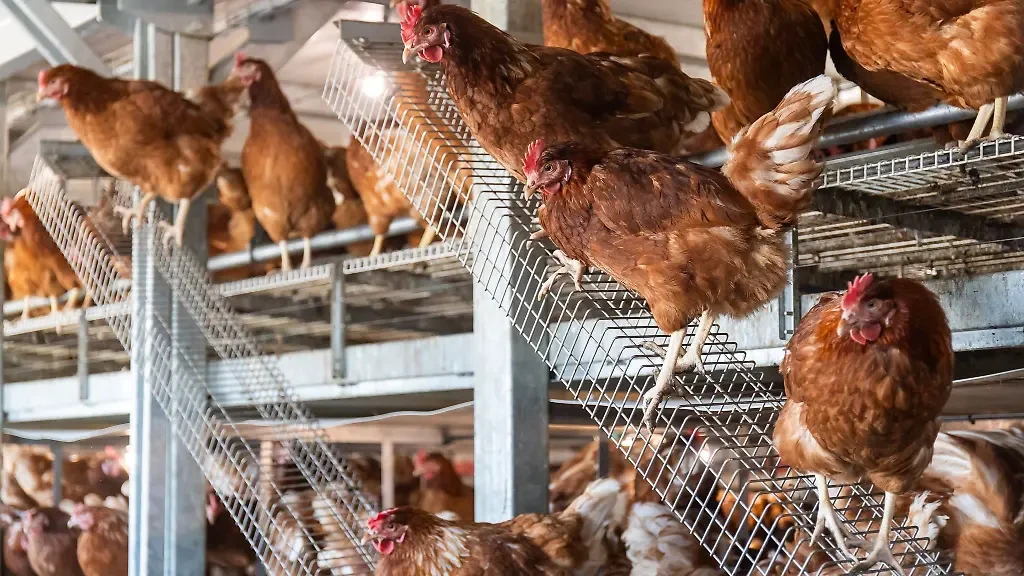 Kuş Gribi Eyalet Bütçesine 100.000 Euroluk Maliyet Çıktı!, © dpa Kuş Gribi Eyalet Bütçesine 100.000 Euroluk Maliyet Çıktı!, © dpa