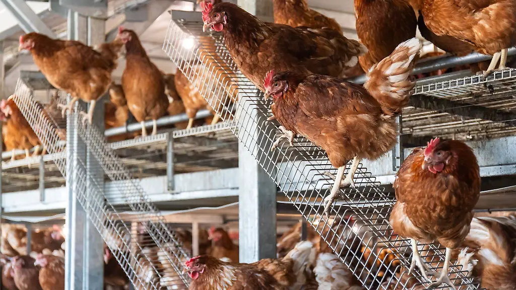 Kuş Gribi Eyalet Bütçesine 100.000 Euroluk Maliyet Çıktı!, © dpa