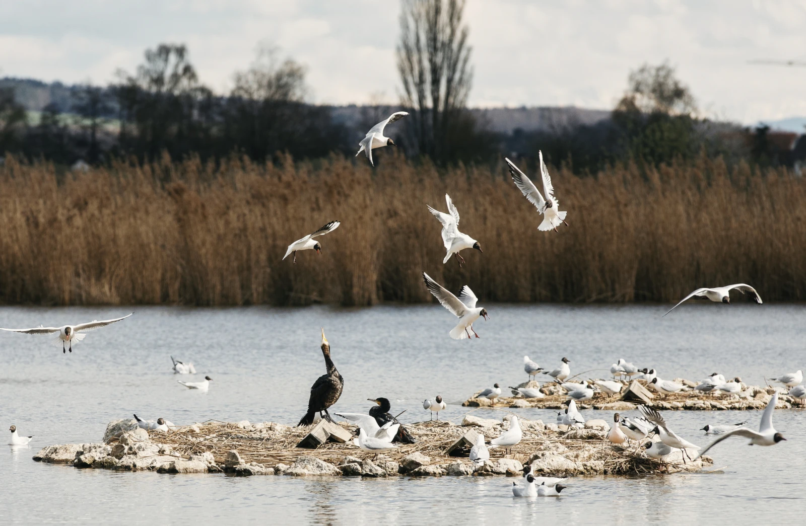 Radio Zürisee entdeckt – BirdLife-Naturzentrum Neeracherried, © BirdLife Neeracherried Radio Zürisee entdeckt – BirdLife-Naturzentrum Neeracherried, © BirdLife Neeracherried