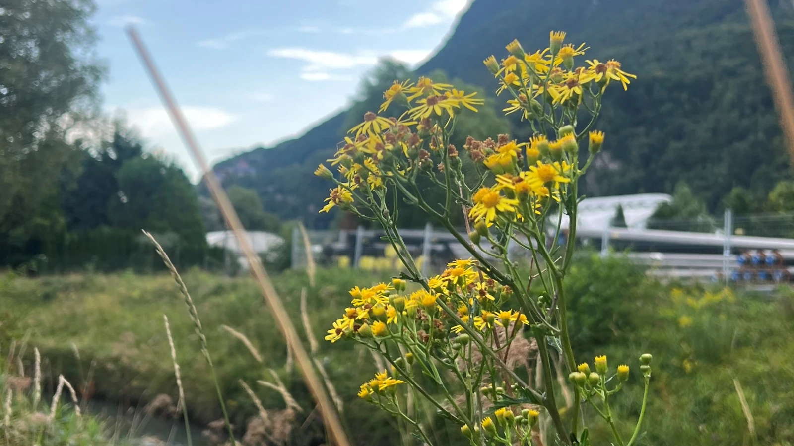 Liste der verbotenen Neophyten wird verlängert, © Radio Liechtenstein Liste der verbotenen Neophyten wird verlängert, © Radio Liechtenstein