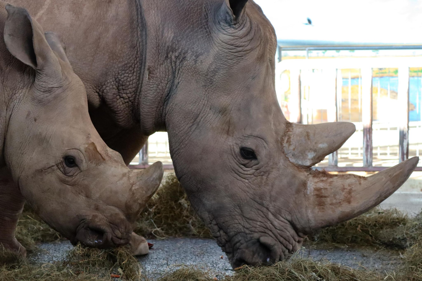 Nashornkuh Marcita steht mit Sohn Tayo (v) in ihrem Gehege im Zoopark Erfurt.
