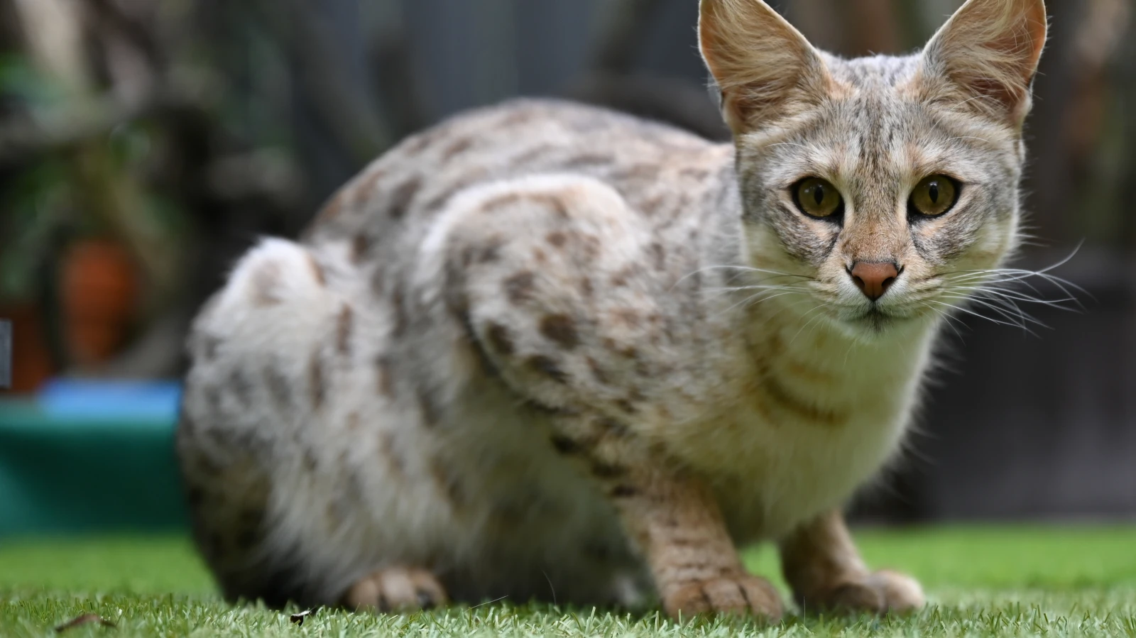 Savannah Kedisini Evde Besleme Yasağı!, © Arne Dedert/dpa Savannah Kedisini Evde Besleme Yasağı!, © Arne Dedert/dpa