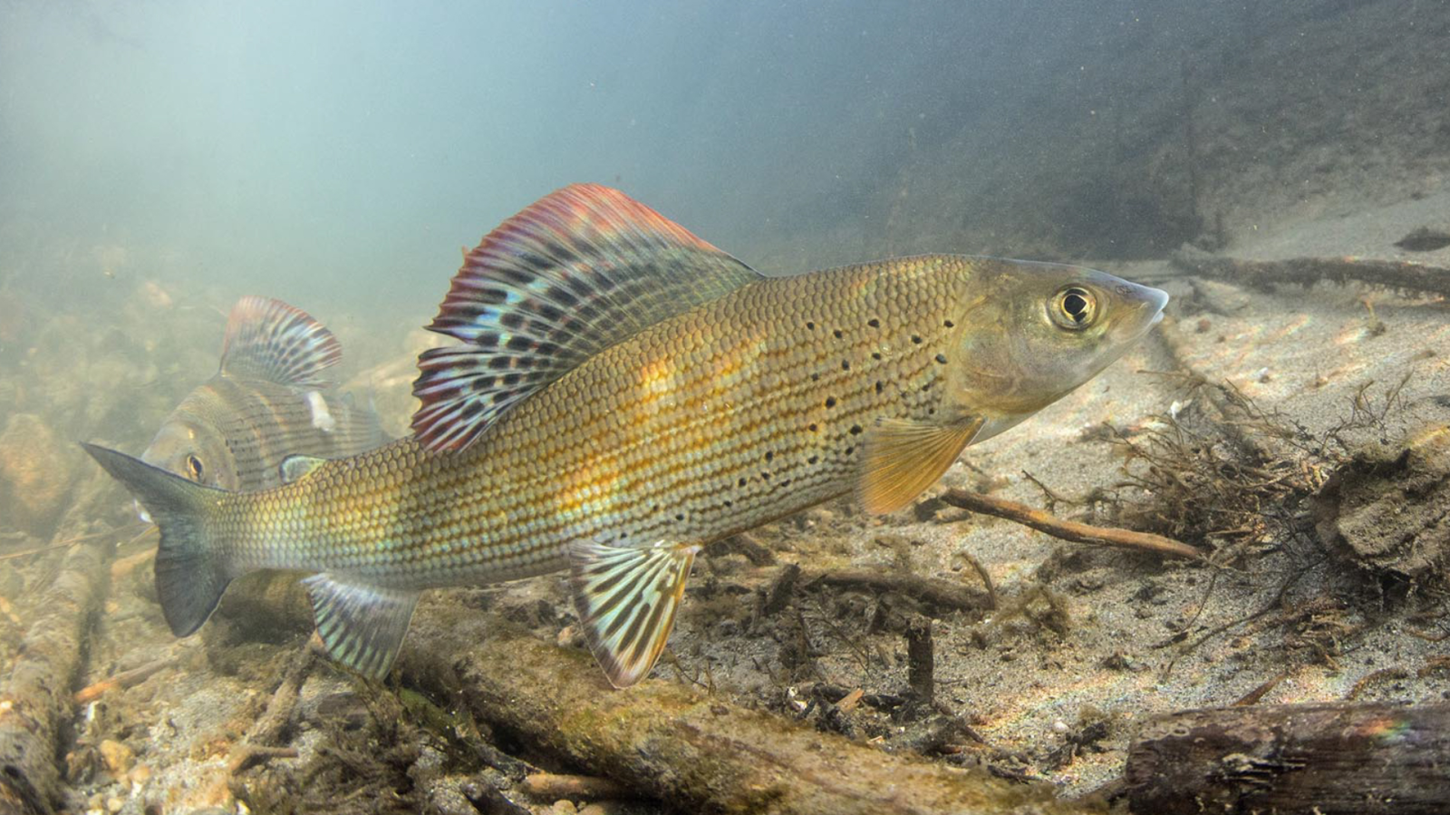 Bodenseefischerei weiter unter Druck, © SFV Schweizerischer Fischerei Verein / Rainer Kuehnis 