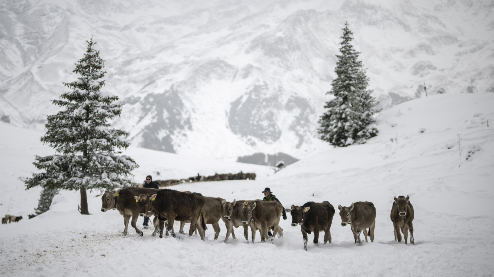 Schneeflocken bis unter 1000 Meter über Meer, © KEYSTONE/Gian Ehrenzeller
