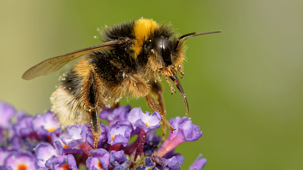 Sayıları git gide azalıyor! Azalan arı popülasyonu gıda güvenliğini tehdit ediyor, © shutterstock