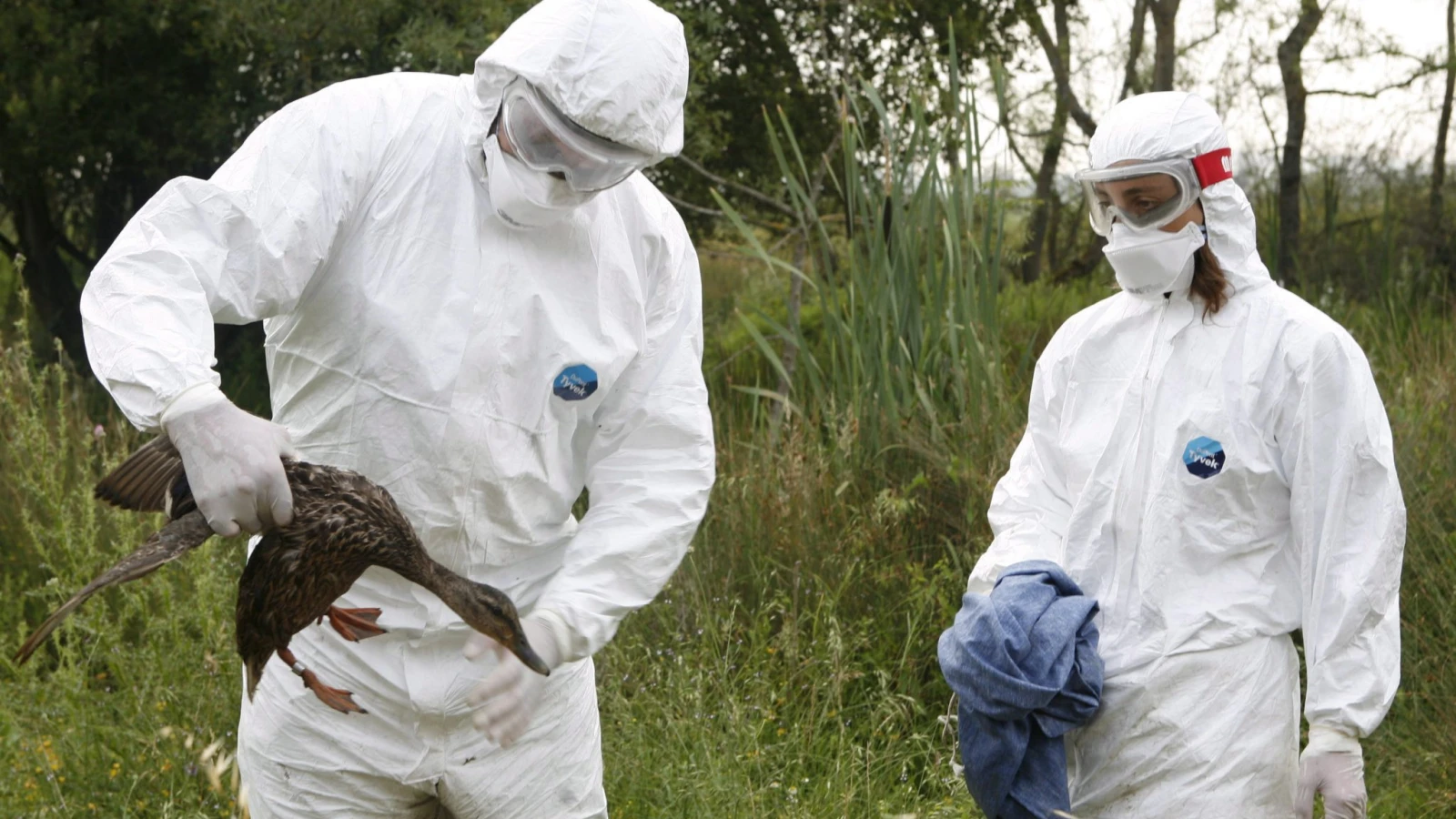 Tierseuchengruppe übt Vogelgrippeausbruch, © Keystone / EPA / Alava Local Authorities / Symbolbild Tierseuchengruppe übt Vogelgrippeausbruch, © Keystone / EPA / Alava Local Authorities / Symbolbild