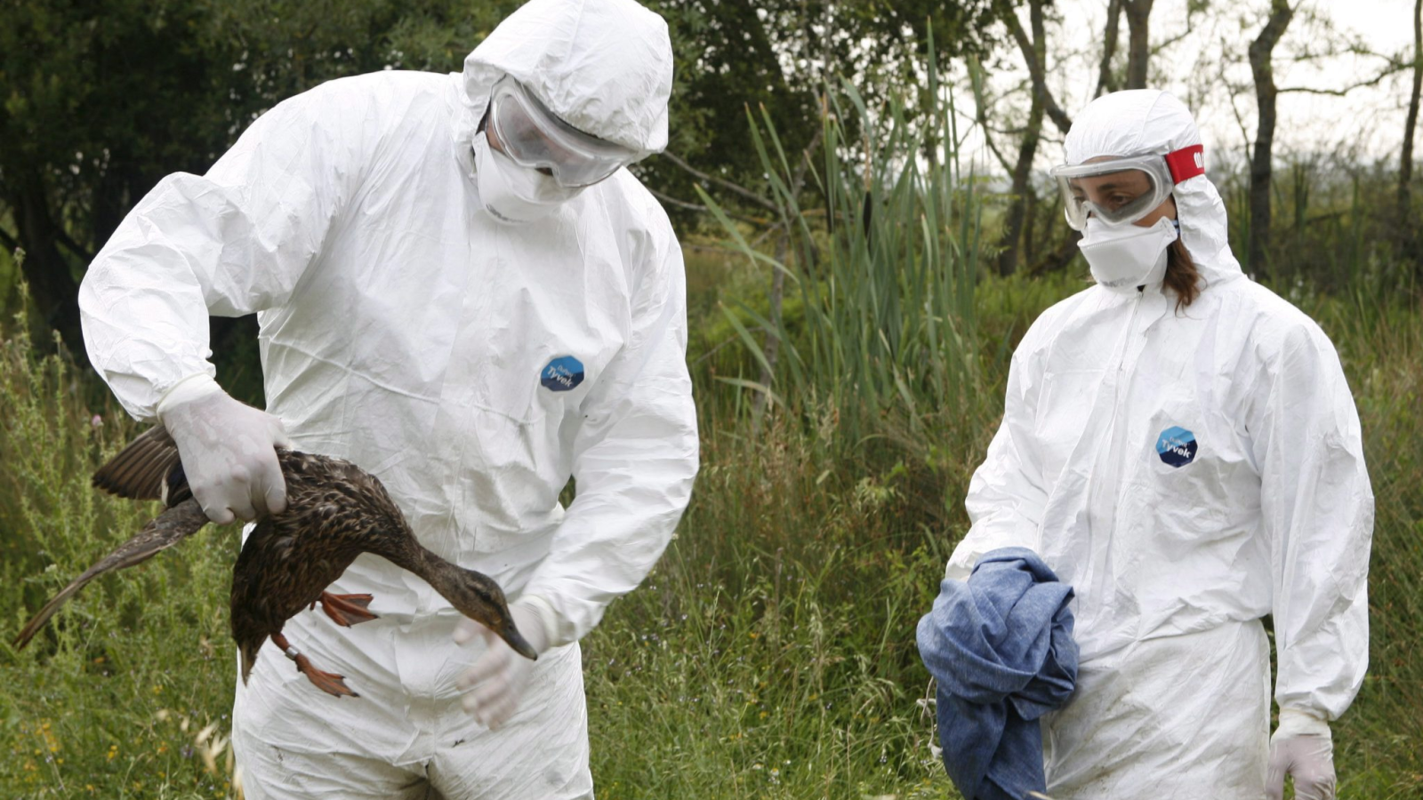 Tierseuchengruppe übt Vogelgrippeausbruch, © Keystone / EPA / Alava Local Authorities / Symbolbild
