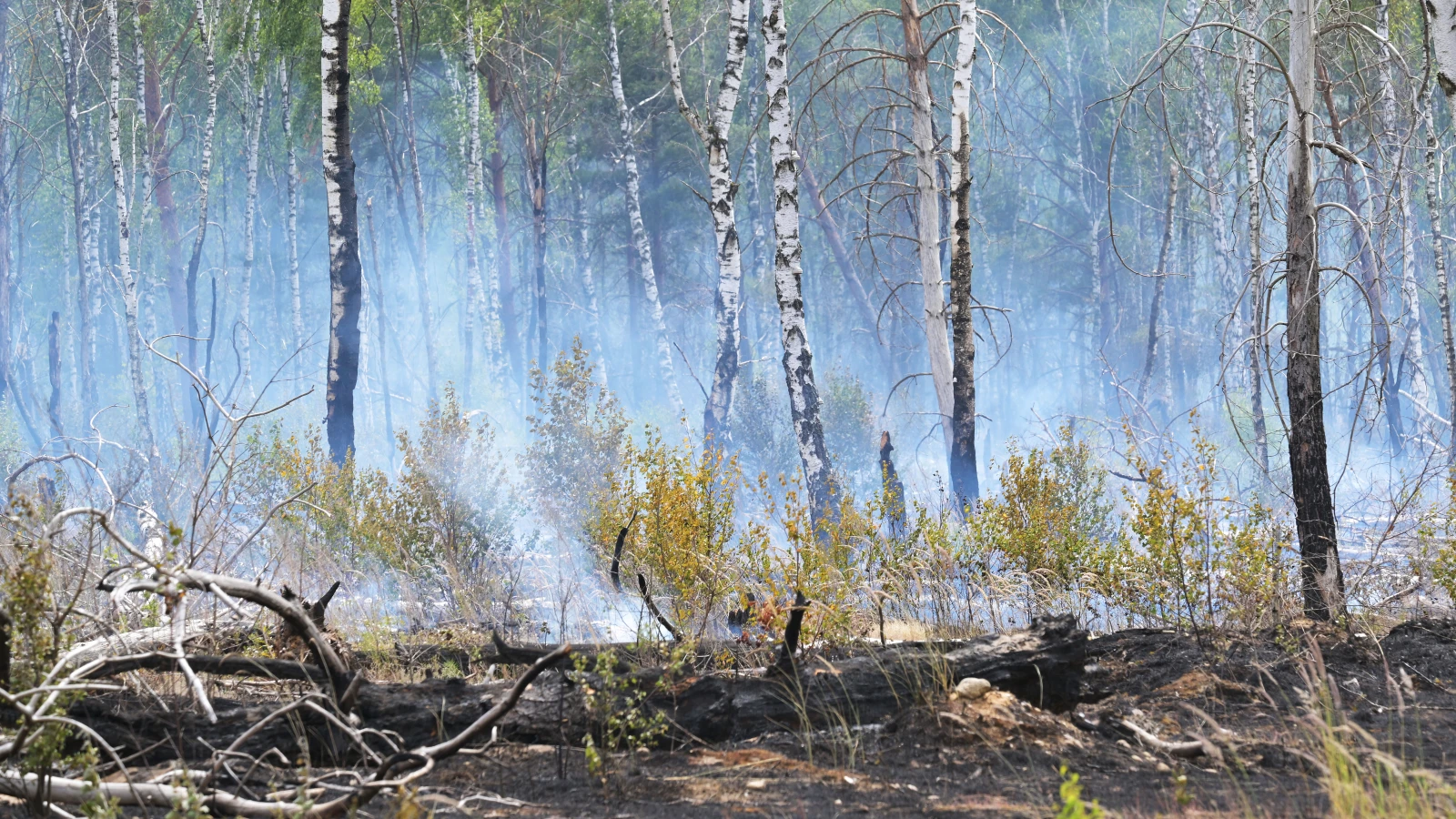 Brandenburg’da Orman Yangını: Schönower Heide’de Alarm, © Michael Bahlo/dpa Brandenburg’da Orman Yangını: Schönower Heide’de Alarm, © Michael Bahlo/dpa