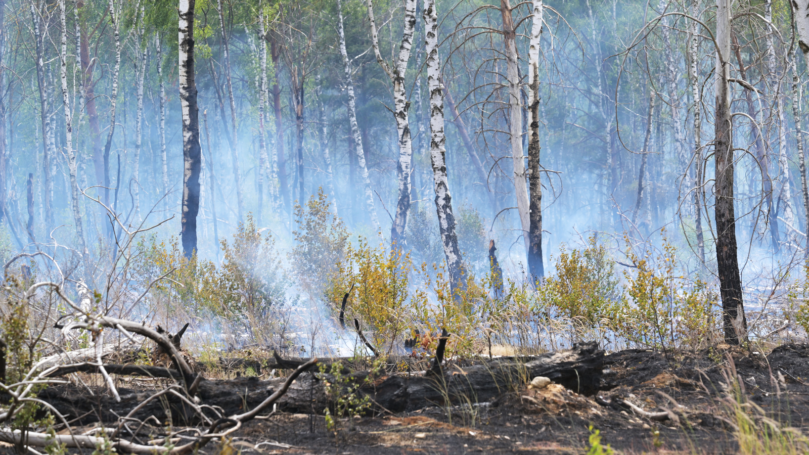 Brandenburg’da Orman Yangını: Schönower Heide’de Alarm, © Michael Bahlo/dpa