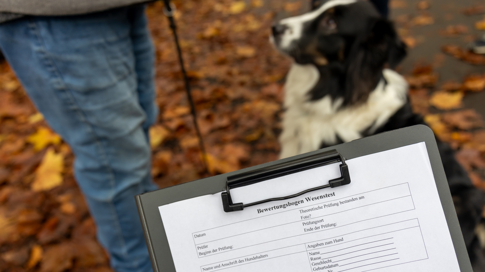 Darmstadt-Dieburg’da Köpekler Tasmasız Dolaşma Yasağı Kaldırıldı!, © Christian Lademann/dpa