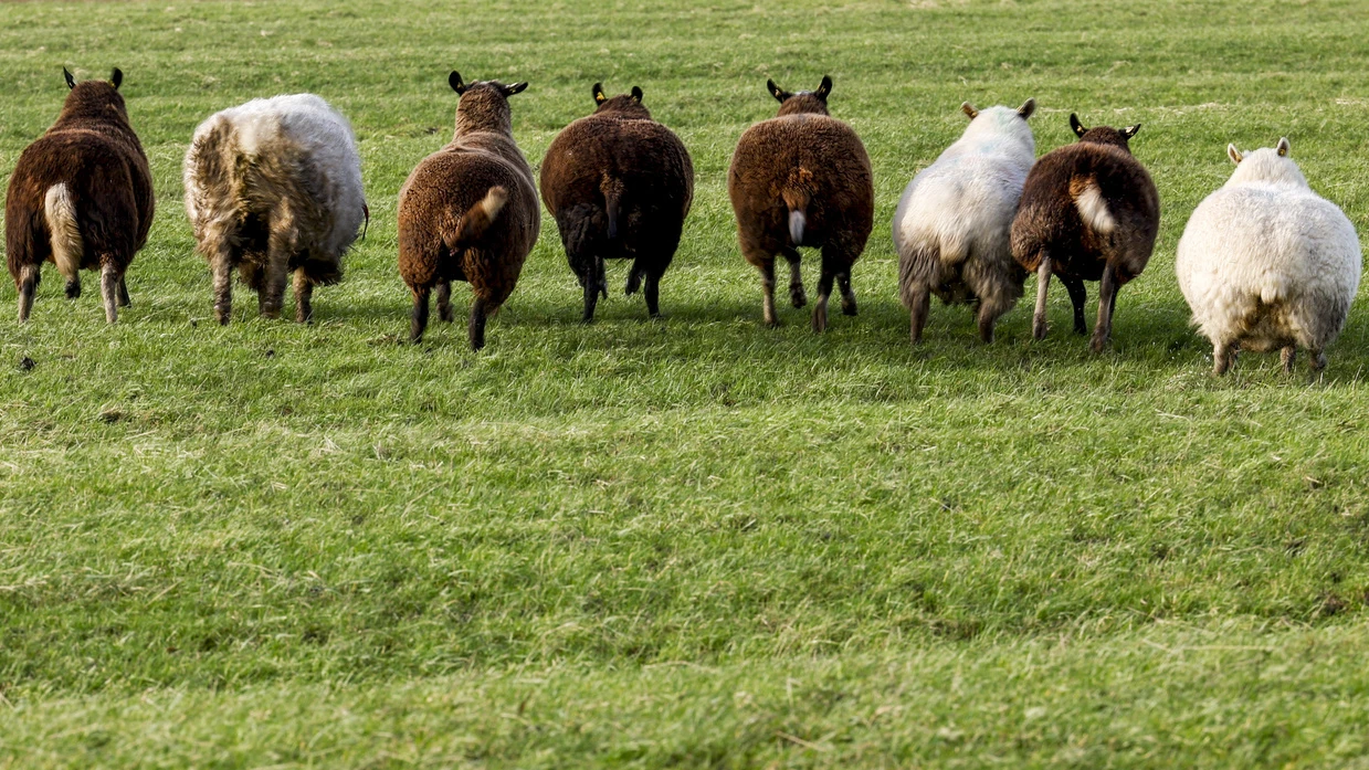 Hund reisst Schafe Zug Zeugen Weide tote Tiere, © Symbolbild Keystone-SDA Hund reisst Schafe Zug Zeugen Weide tote Tiere, © Symbolbild Keystone-SDA