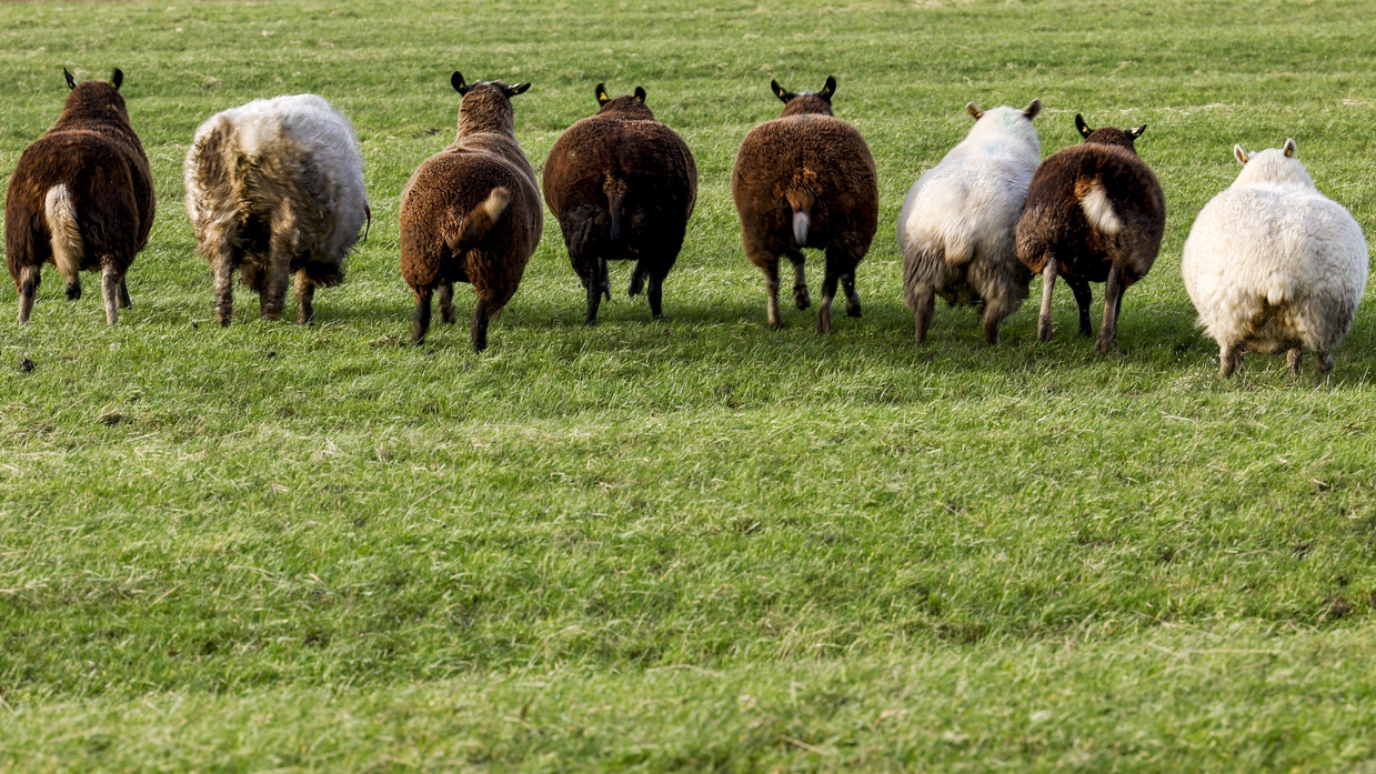 Hund reisst Schafe Zug Zeugen Weide tote Tiere, © Symbolbild Keystone-SDA