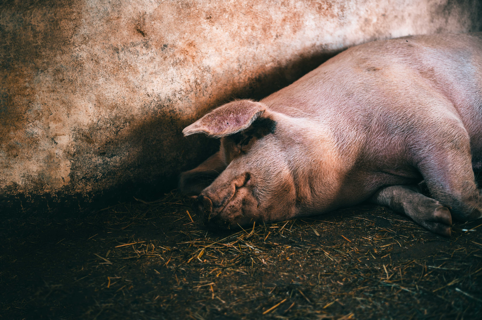 Tausende Schweine sterben in Nordhausen