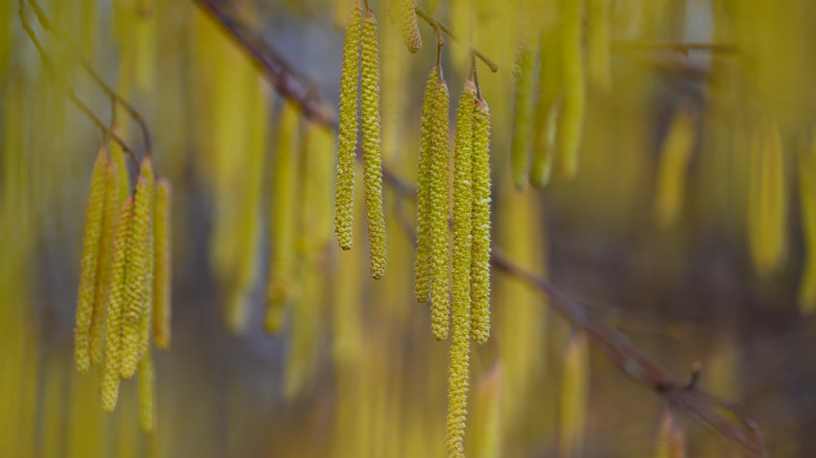 Heuschnupfen: Alerjiniz Varsa Direksiyonda Dikkat!, © dpa Heuschnupfen: Alerjiniz Varsa Direksiyonda Dikkat!, © dpa