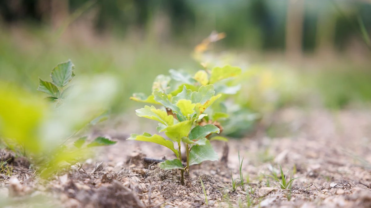 Berlin’de 2040’a Kadar Bir Milyon Ağaç Hedefi!, © Lando Hass/dpa Berlin’de 2040’a Kadar Bir Milyon Ağaç Hedefi!, © Lando Hass/dpa