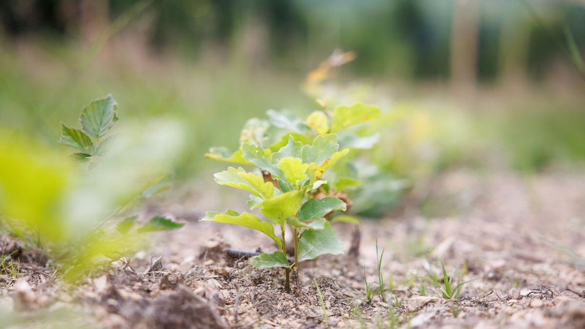 Berlin’de 2040’a Kadar Bir Milyon Ağaç Hedefi!, © Lando Hass/dpa