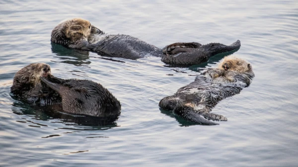 Romantik bei den Seeottern, © Timothy Wills-DeTone Romantik bei den Seeottern, © Timothy Wills-DeTone