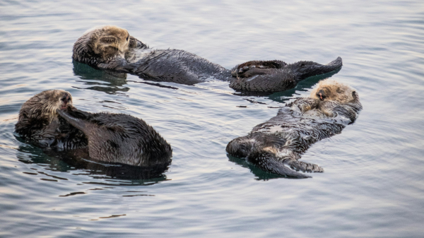 Romantik bei den Seeottern, © Timothy Wills-DeTone