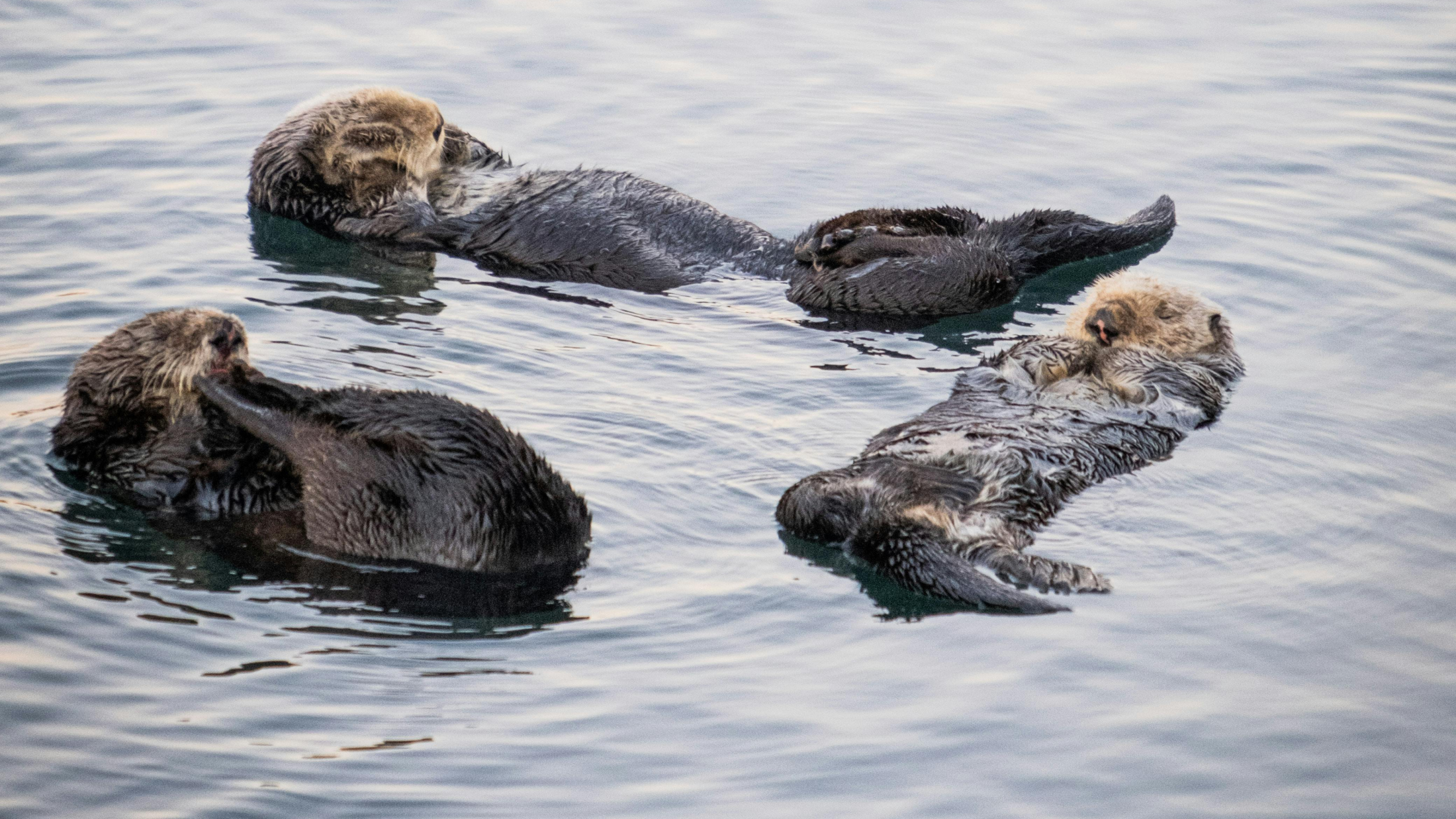 © Timothy Wills-DeTone