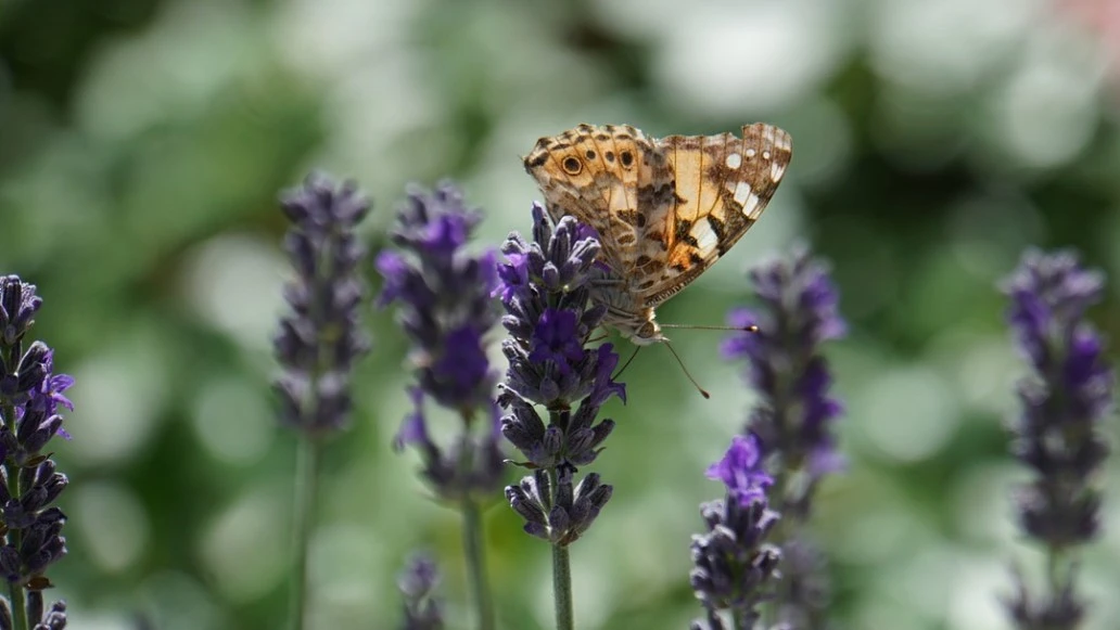 Schutz der Artenvielfalt dringend nötig, © Symbolbild Pixabay Schutz der Artenvielfalt dringend nötig, © Symbolbild Pixabay