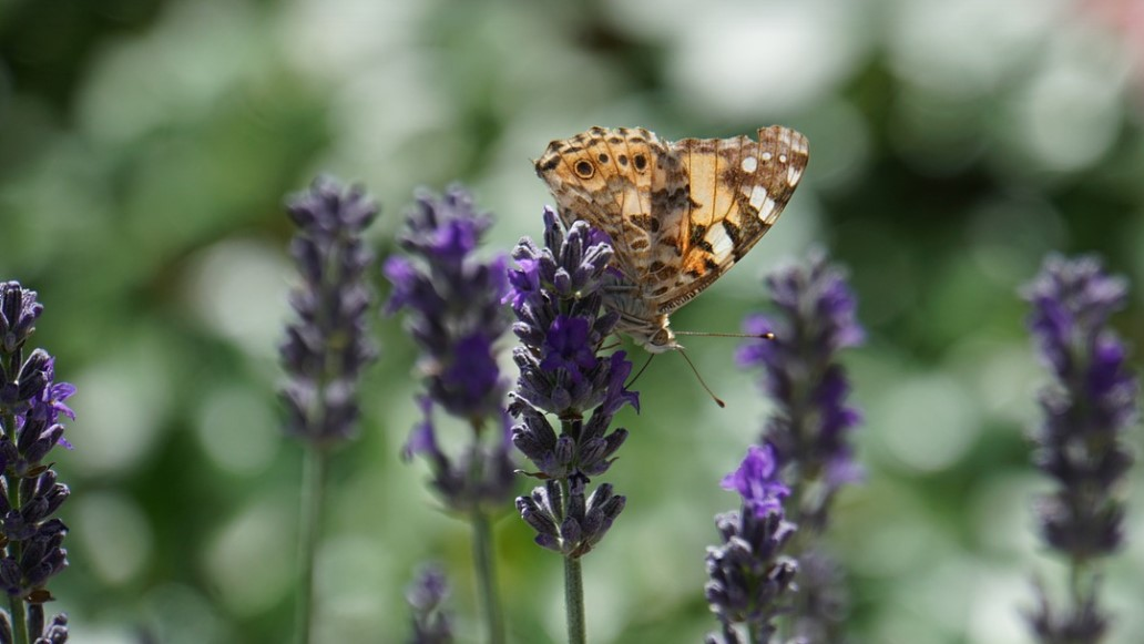 Schutz der Artenvielfalt dringend nötig, © Symbolbild Pixabay