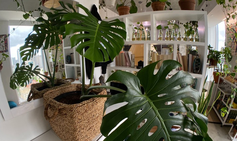 Wie nachhaltig sind Zimmerpflanzen?