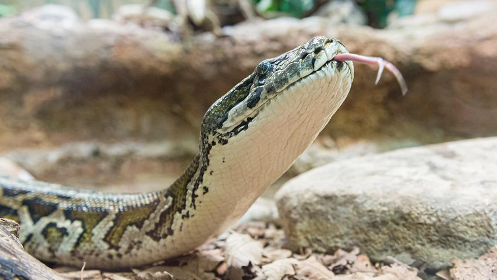 © Basler Zolli © Basler Zolli