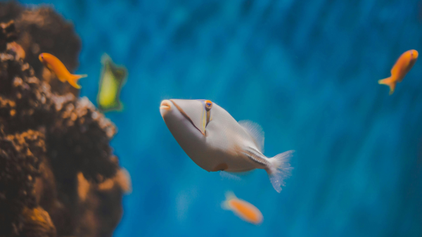 Müssen Fische eigentlich trinken?, © Artem Mizyuk