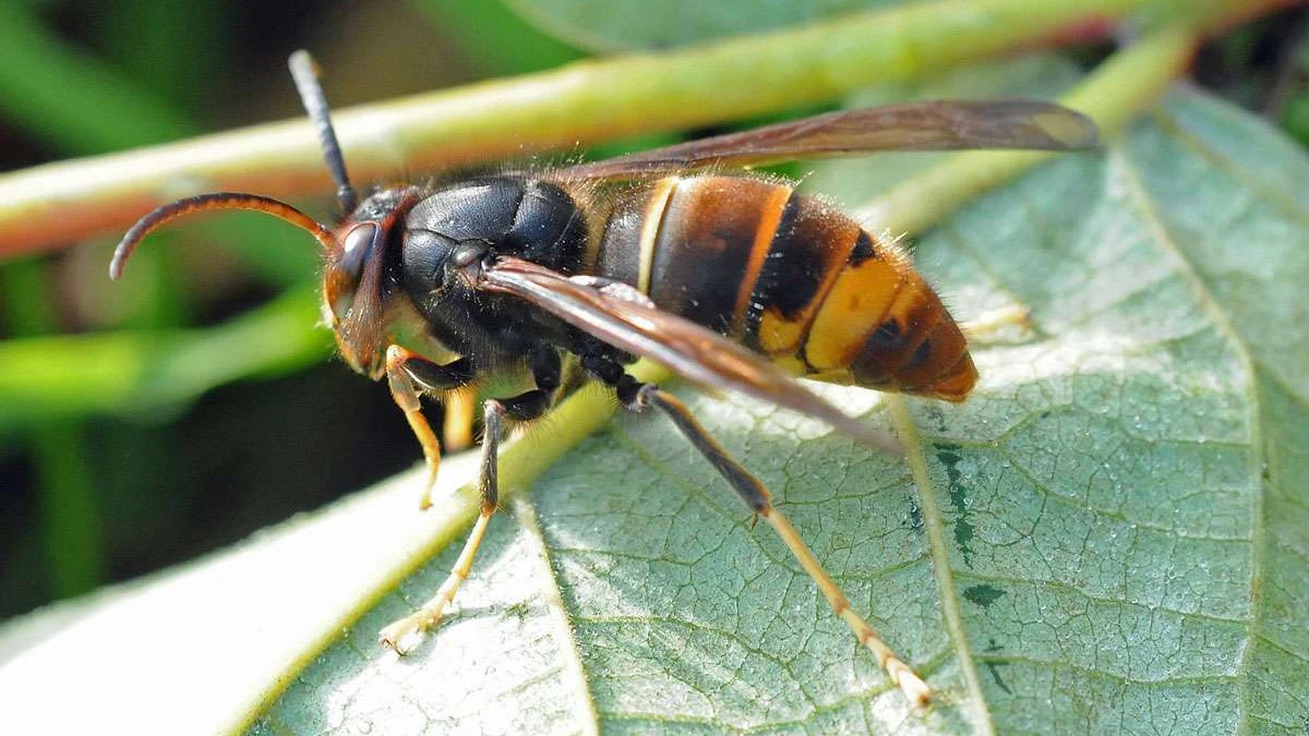 © Harald Bott © Harald Bott