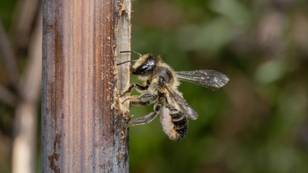 Bündner Naturpark will bedrohte Biene retten, © Keystone / SDA / Archivbild Bündner Naturpark will bedrohte Biene retten, © Keystone / SDA / Archivbild