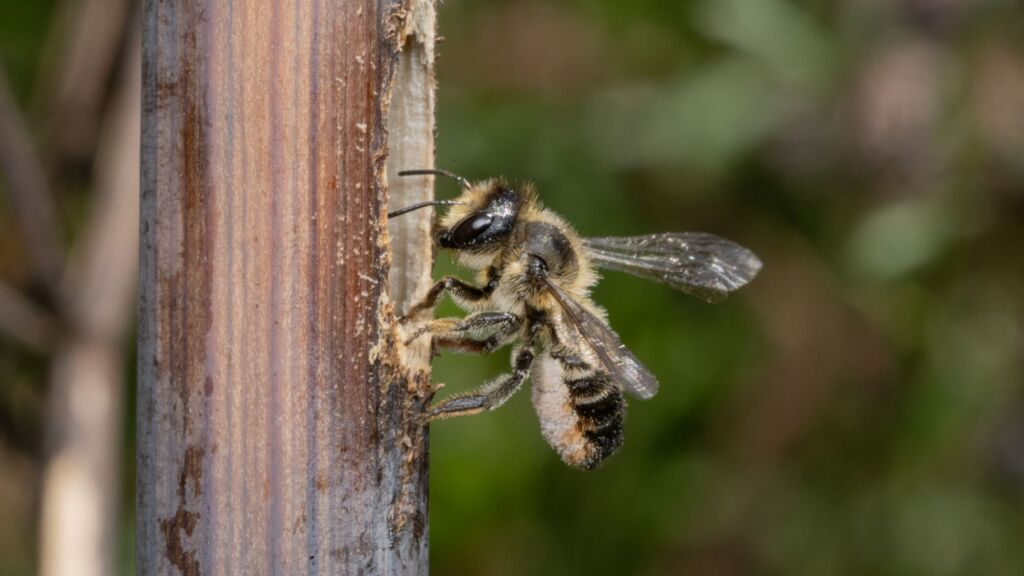Bündner Naturpark will bedrohte Biene retten, © Keystone / SDA / Archivbild