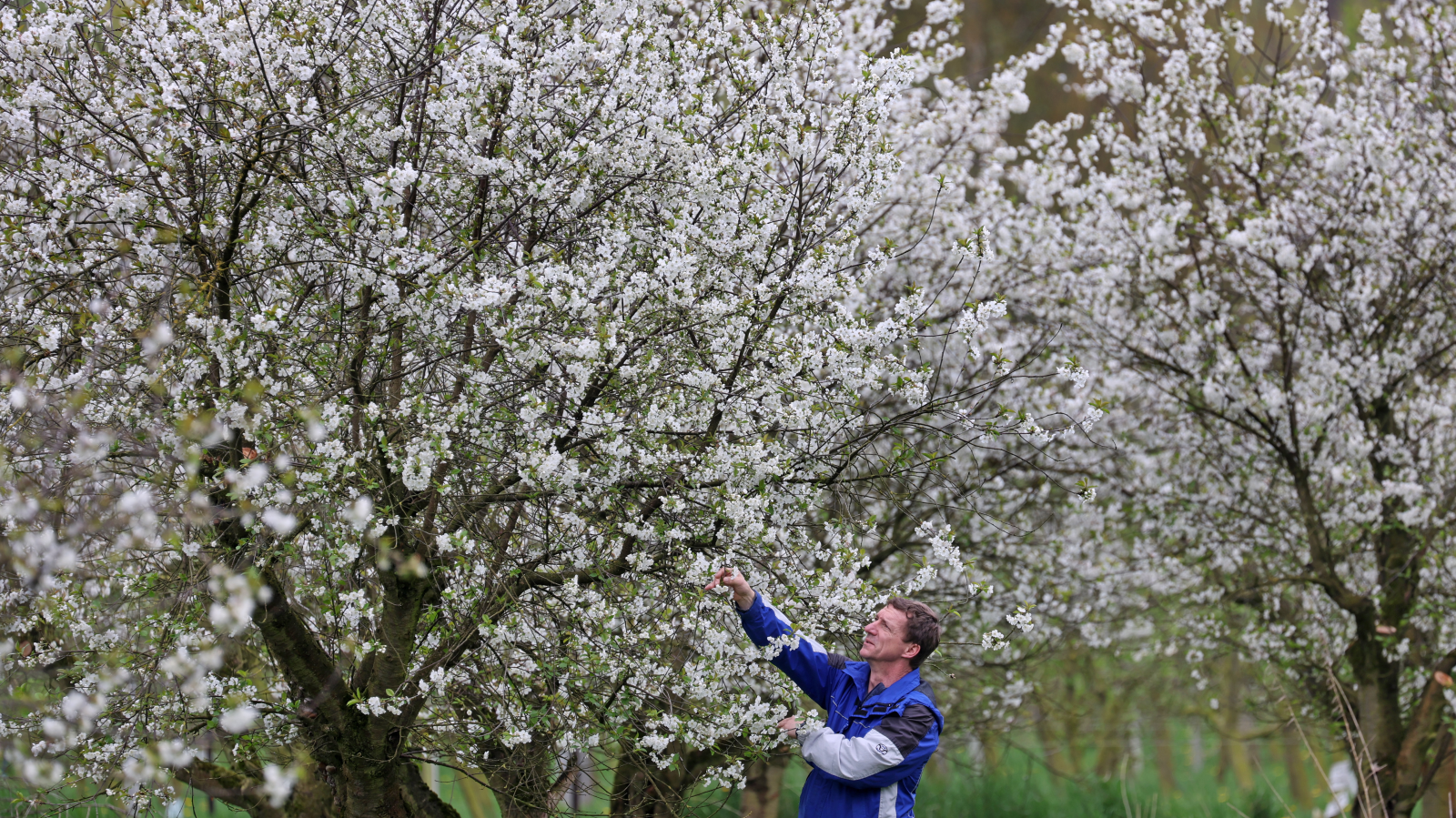 Ostschweizer Bauern wappnen sich gegen Frost, © Keystone/SDA