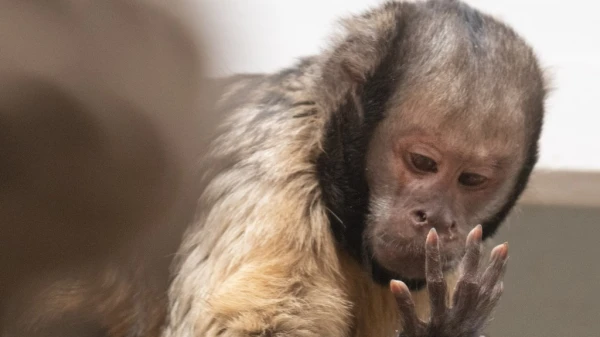 Die cleveren Kapuzineraffen, © Zoo Basel Die cleveren Kapuzineraffen, © Zoo Basel