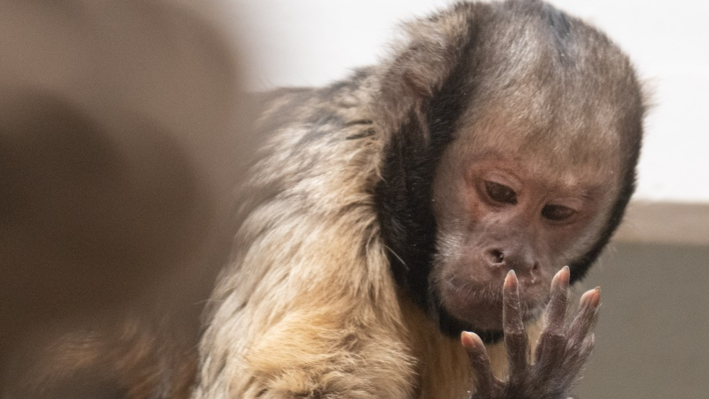 Die cleveren Kapuzineraffen, © Zoo Basel