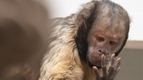 Die cleveren Kapuzineraffen, © Zoo Basel