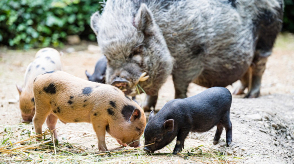 Die Minipig-Säuli und ihr Schlafplatz, © Zoo Basel